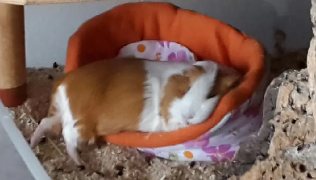 Andachtsbild von Marcus, Melanie und die Fellnasen