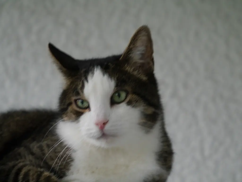 Condolence image of Birgit
