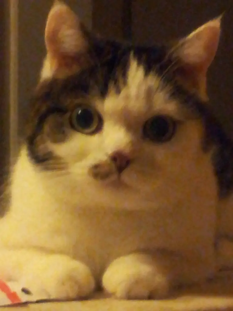 Image from Minou