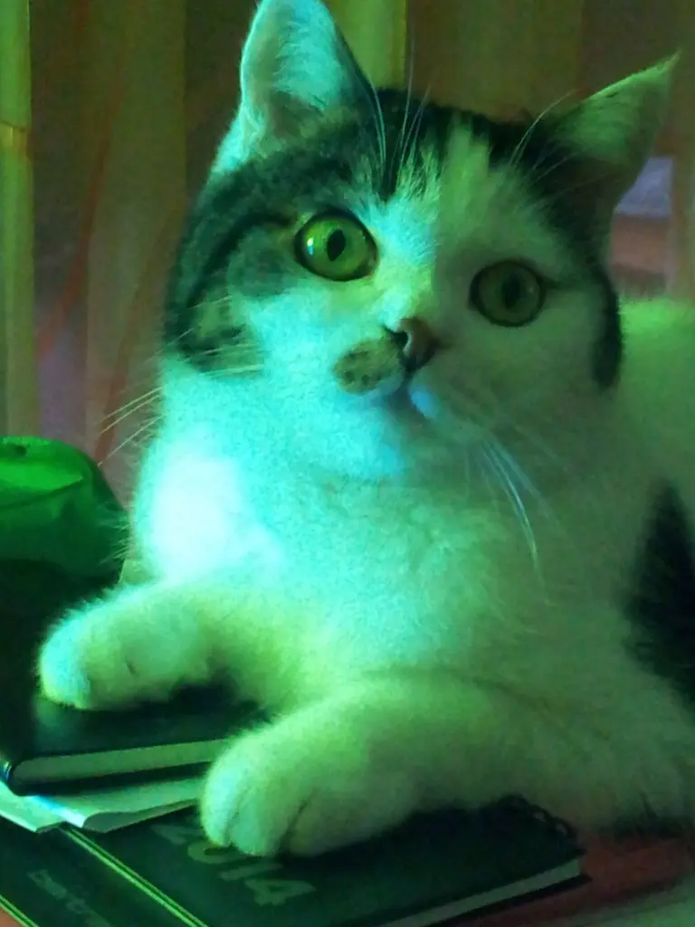 Image from Minou