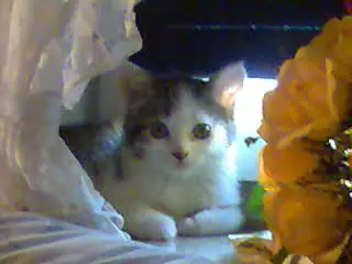 Image from Minou