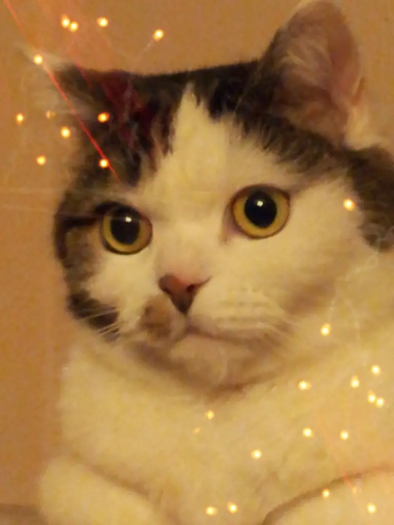 Image from Minou