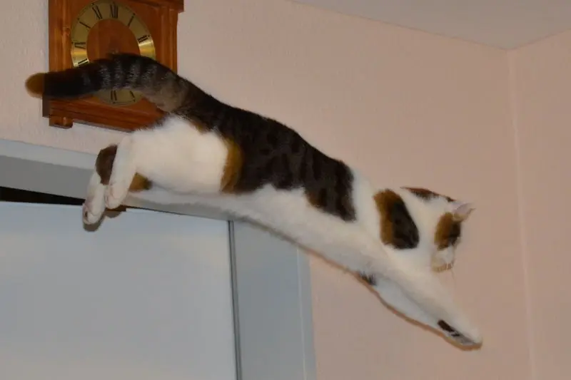 Image from Minou