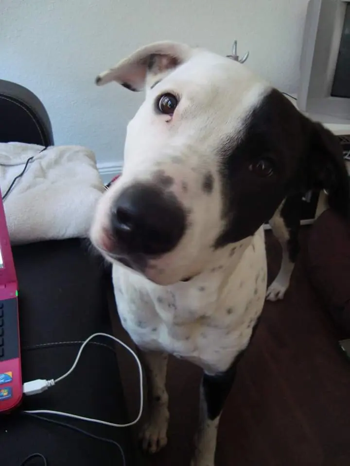 Bild von Spaghetti