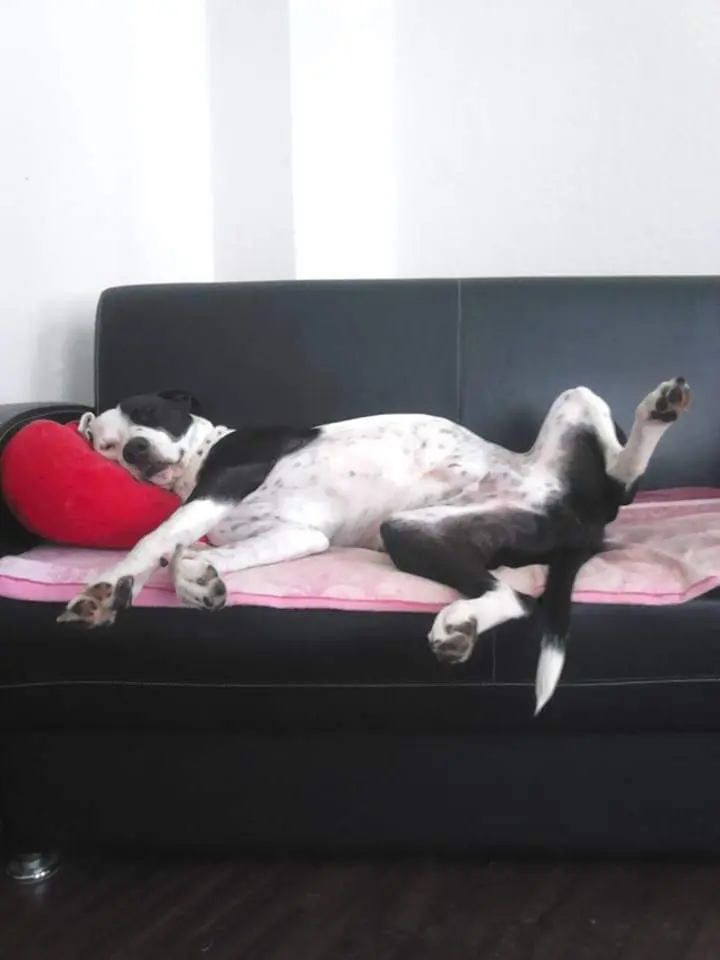 Bild von Spaghetti
