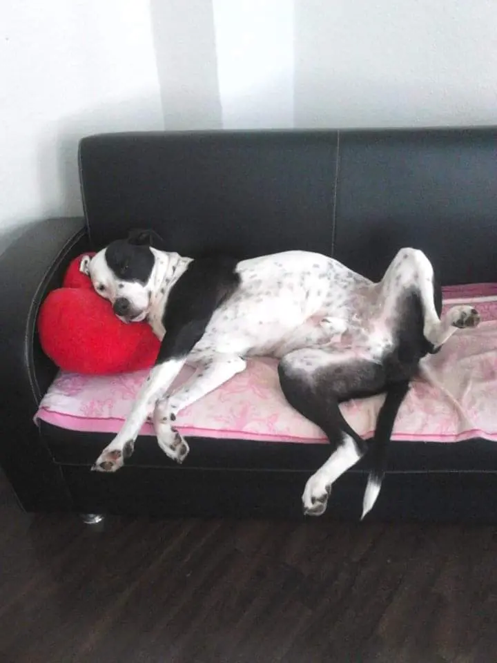 Bild von Spaghetti