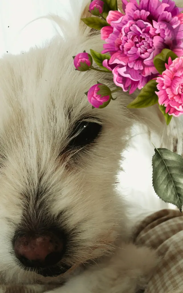 Image from Lilli