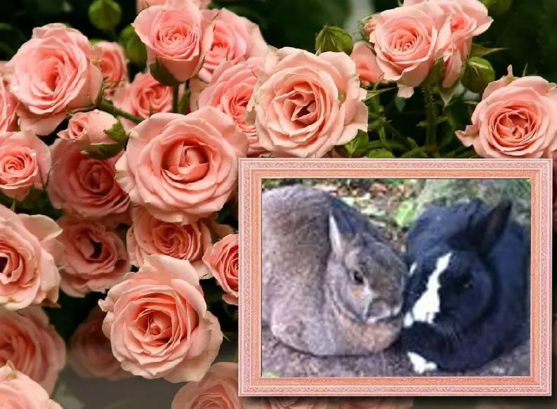 Condolence image of Rosen für Emmi