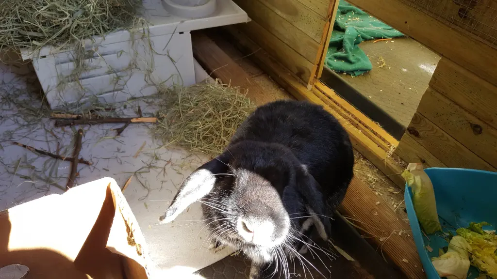 Image from Emmett (Emmie)