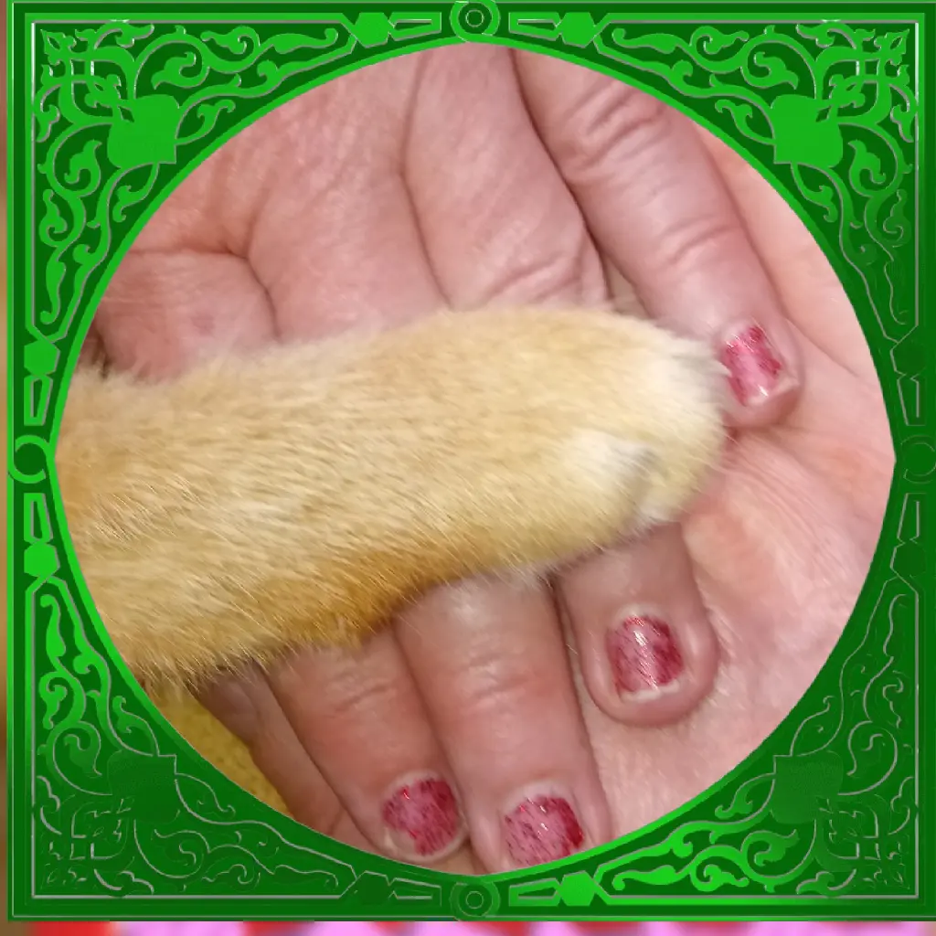 Image from Blinki