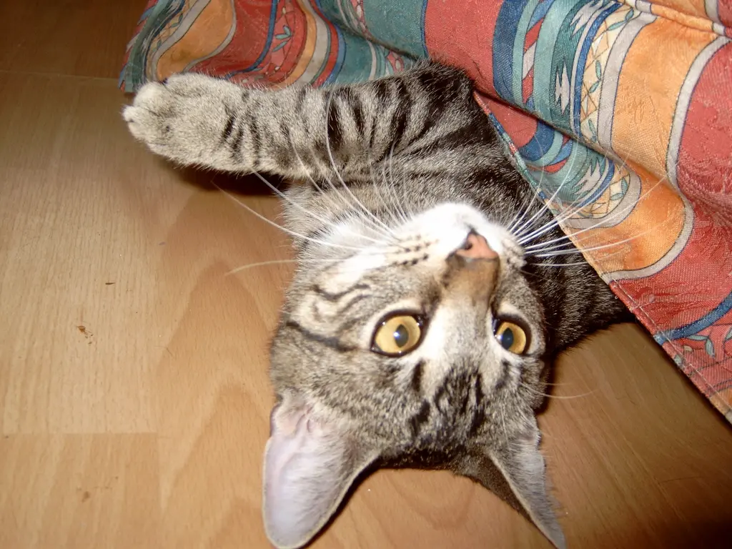 Image from Bruno