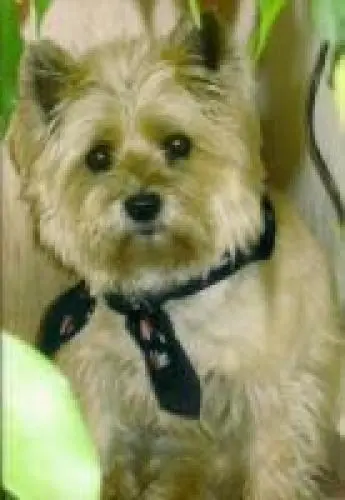 Image from Jule
