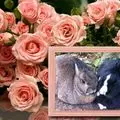 Condolence image of Eine Rose für Debby 
