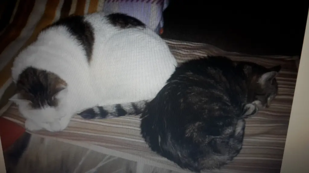 Andachtsbild von Eike und Edeltraud mit Mulle, Miezi und Jonny tief im Herzen 