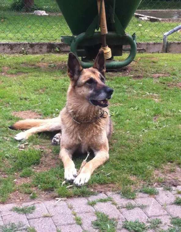 Andachtsbild von Claudia mit Tara im Herzen 