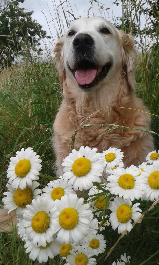 Andachtsbild von Unbekannt