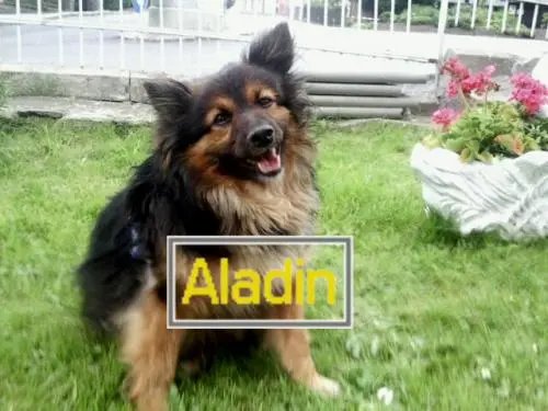 Image from Aladin