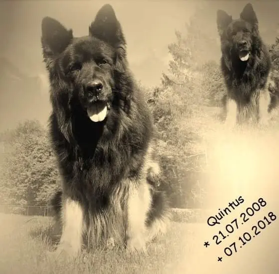 Condolence image of Dagmar