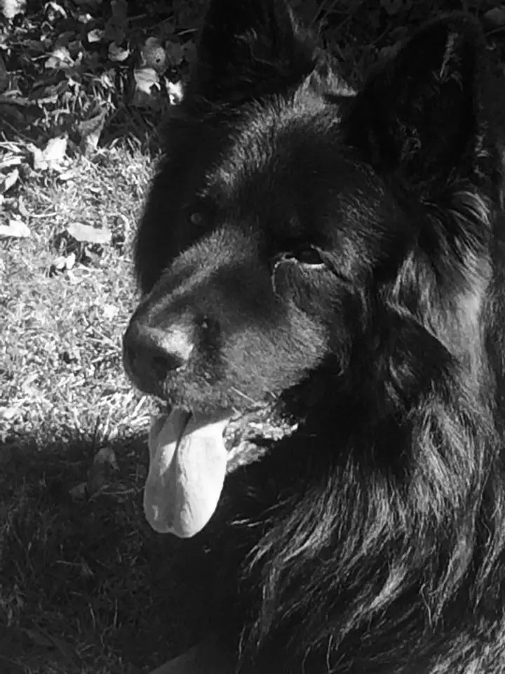 Condolence image of Dagmar