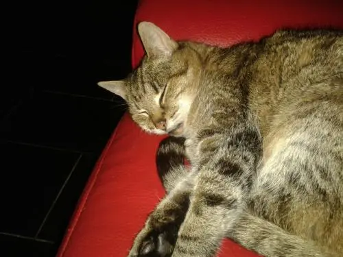 Image from tapsy