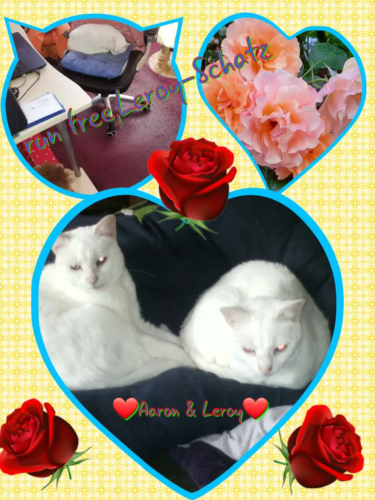 Condolence image of Eike und Edeltraud mit Mulle, Miezi, Jonny, Felix, Lemmi und Tommi tief im Herzen ❤❤❤❤❤❤
