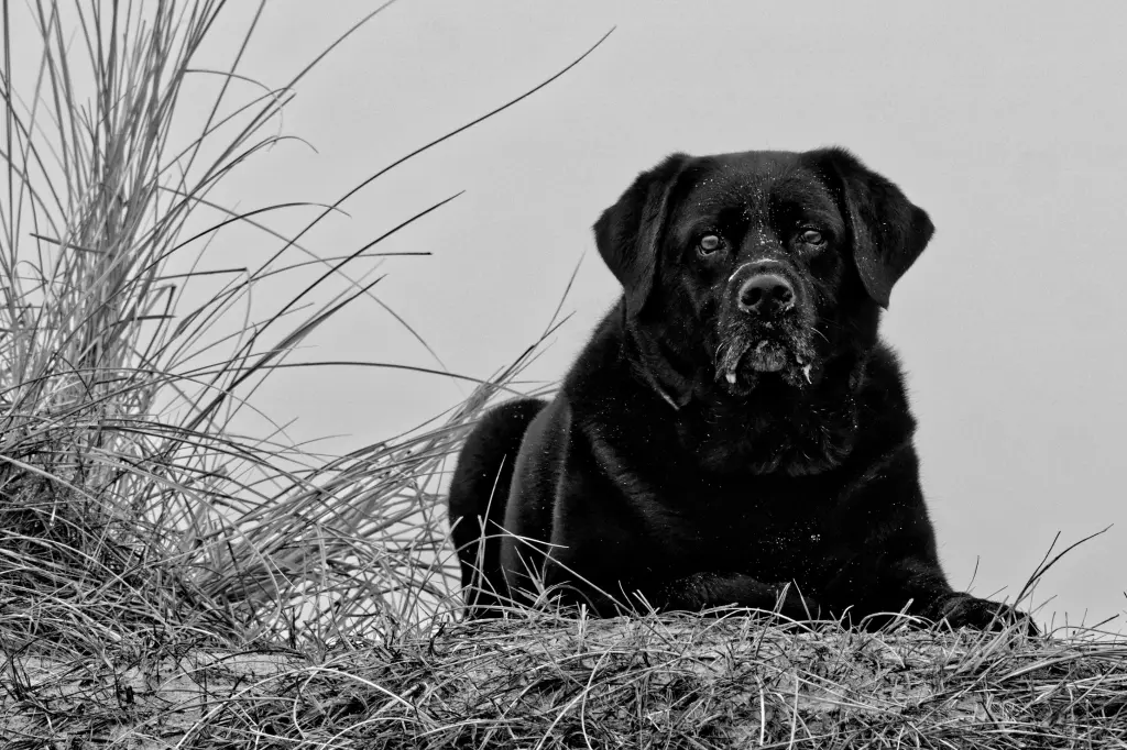 Image from Ronja