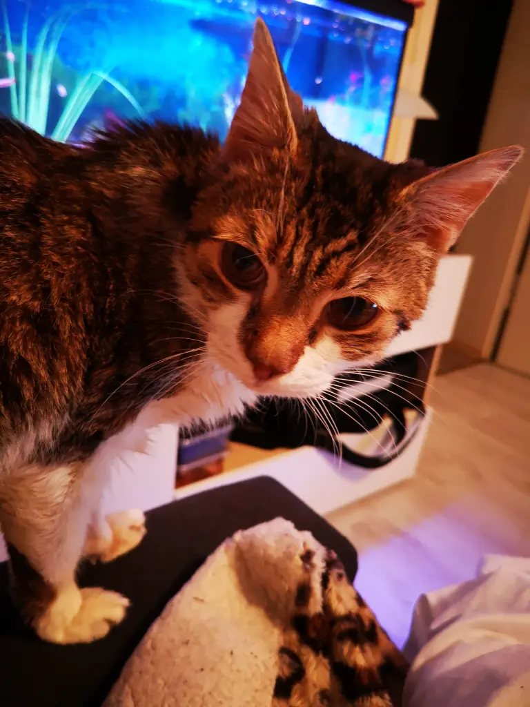 Image from Futzimen 
