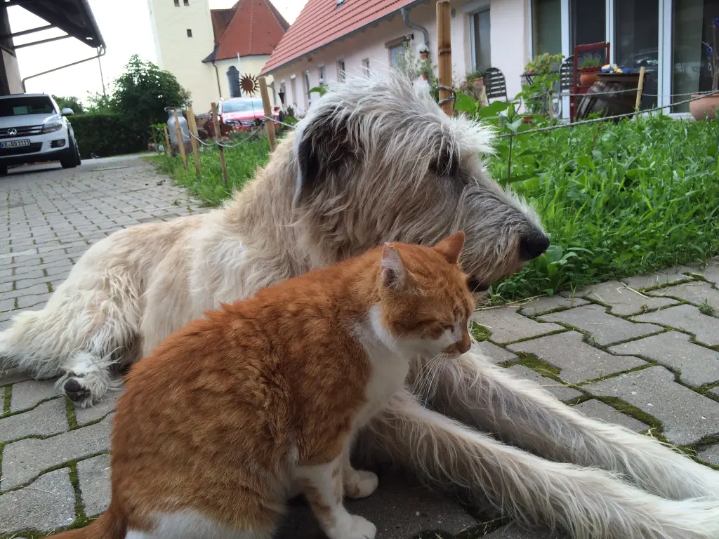 Image from Lissy