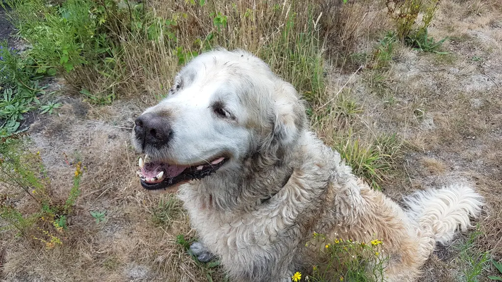Image from Finn