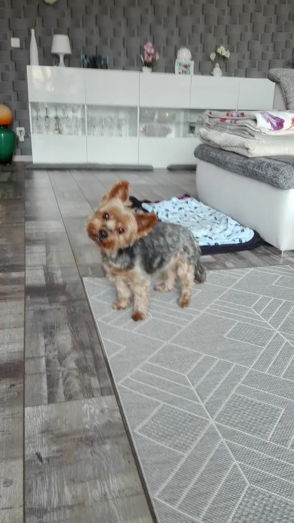 Andachtsbild von Annette mit Shila im Herzen