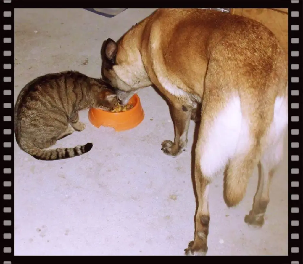 Andachtsbild von Muddi