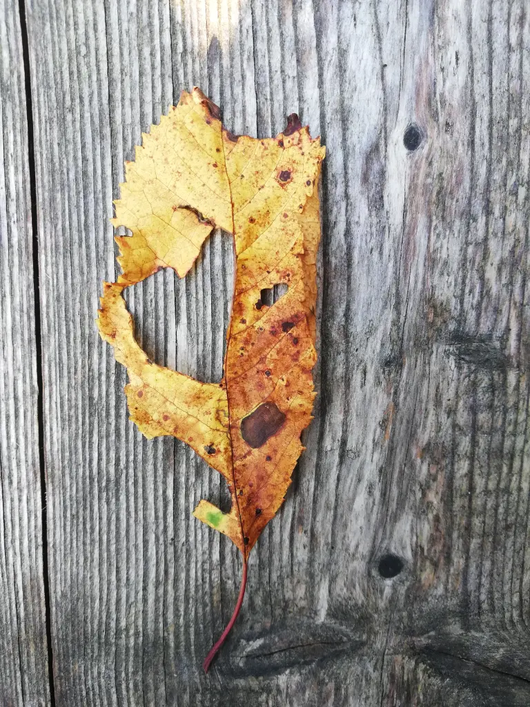 Andachtsbild von Muddi