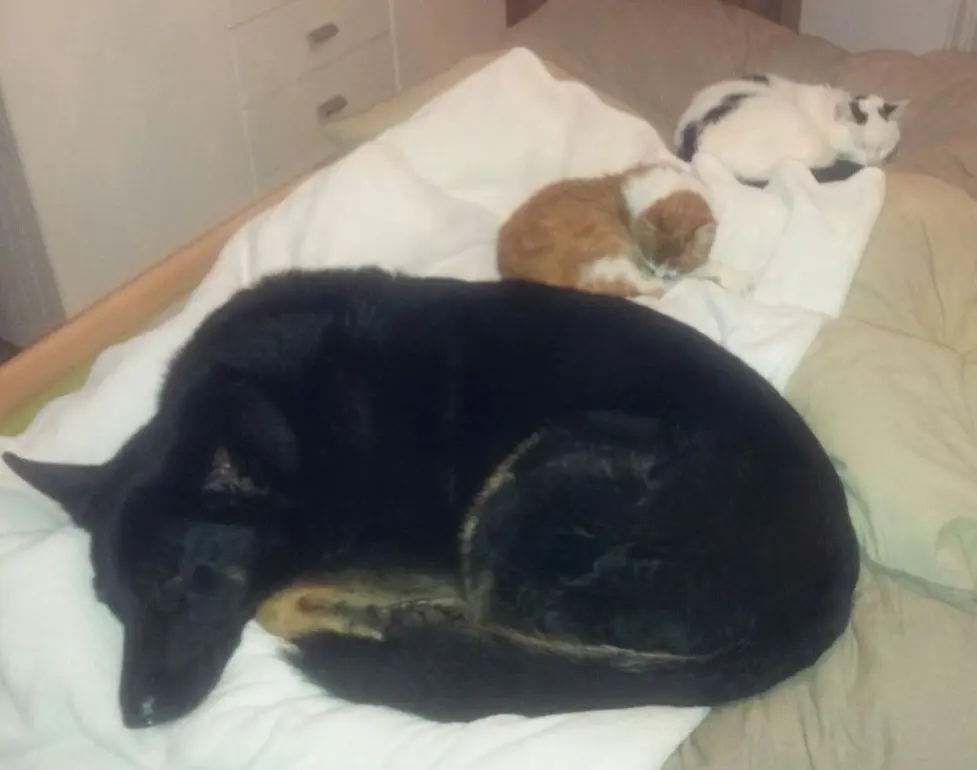 Image from Maja