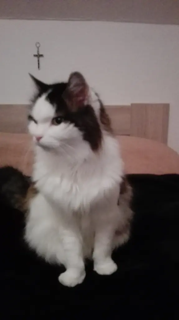 Bild von Sissi