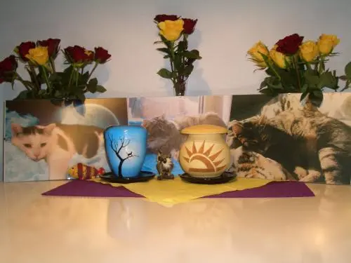 Image from Stitch, Luna und Tiger