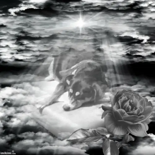 Image from Sally