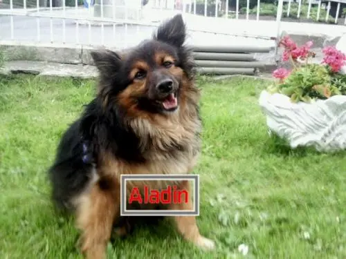 Image from Aladin