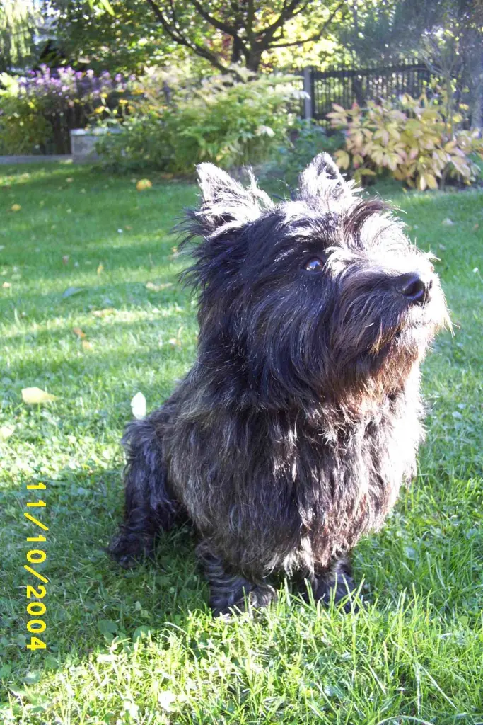 Image from Berni