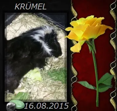 Image from KRÜMELCHEN