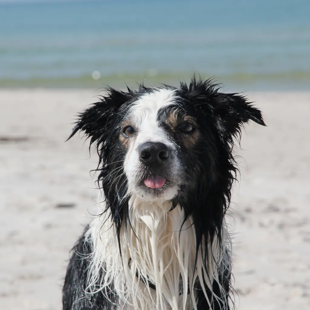 Condolence image of Litti Große Schwester von Bounty