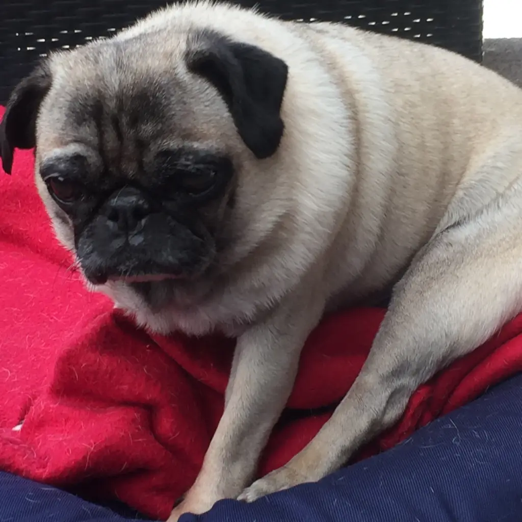Image from Lisa