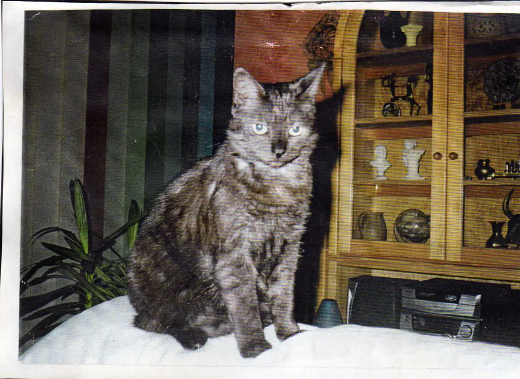 Condolence image of deiner Ilse