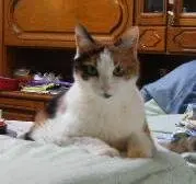 Image from meine Glückskatze -Tiggy