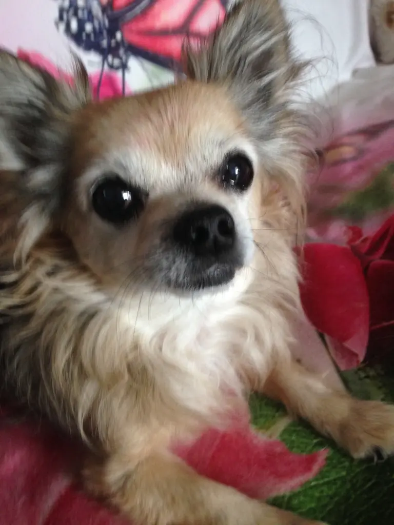 Image from Momo