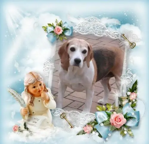 Image from Ronja