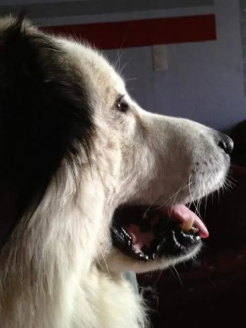 Image from Balu