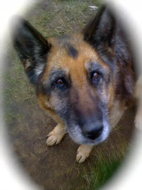 Bild von Elli +++ 03.07.1995 - 27.04.2009 +++