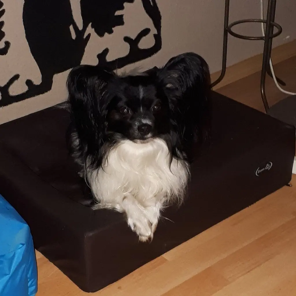 Image from Gissmo