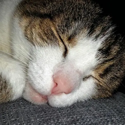 Image from * Tinka *