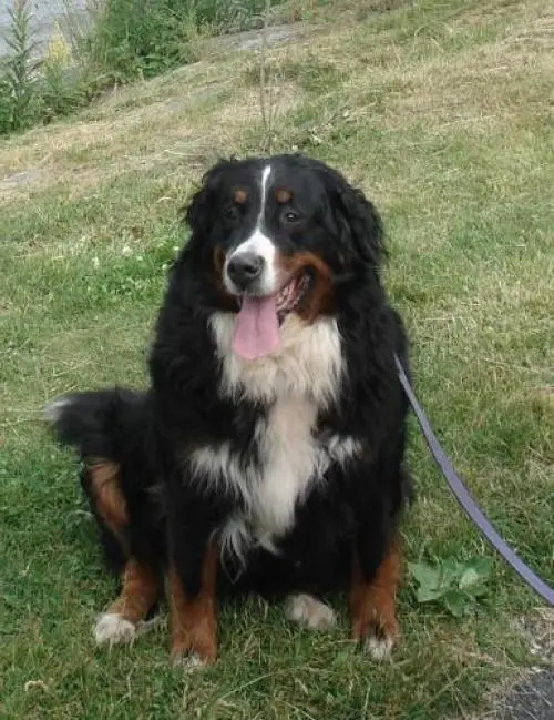 Image from Nancy vom Adlerhorst